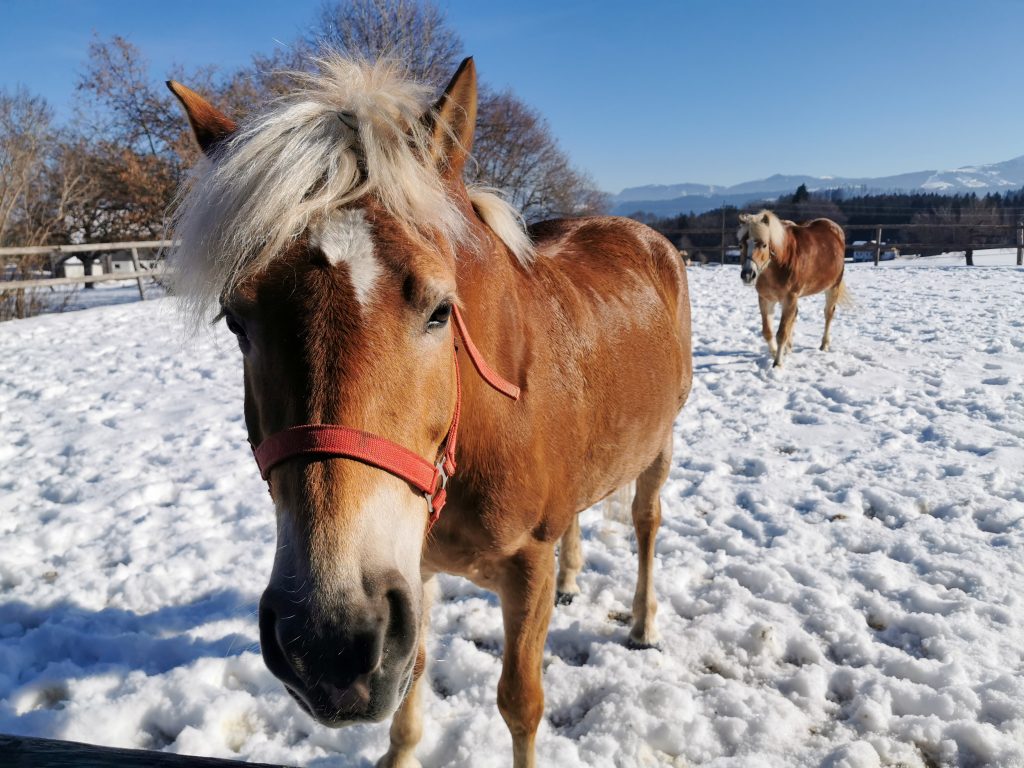 Pferde - Haflingerstuten - Winter