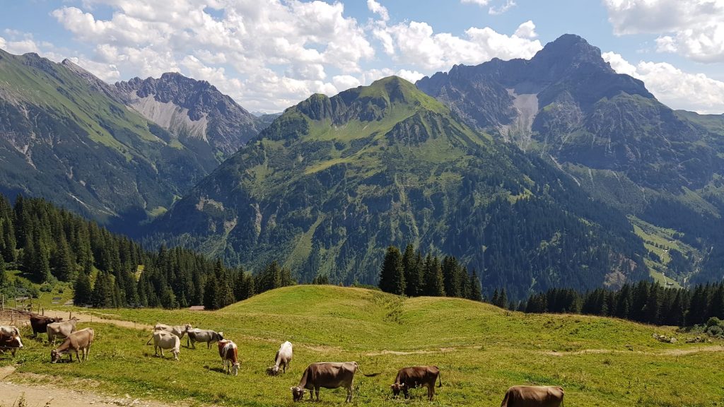 Kühe auf Alm - Berge im Hintergrund